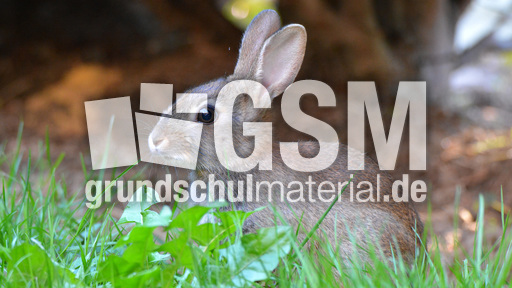 Junges_Wildkaninchen (4).jpg